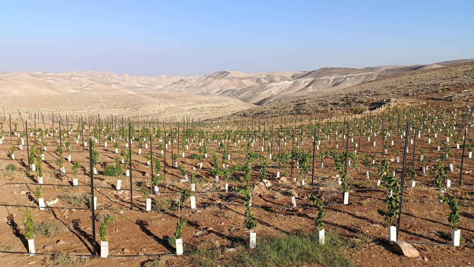 Panoramic view of the vineyard rows in the Judean Desert